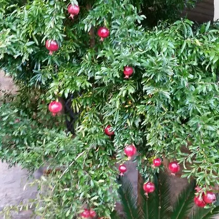 La Maison Jujube * Morrovalle